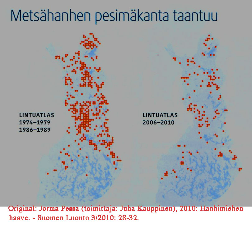 metsahanhi